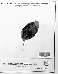 Phyllosticta pyrorum image